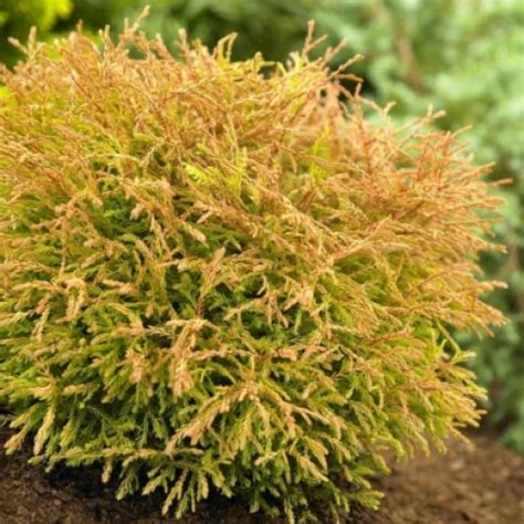 Thuja occidentalis "Golden Tuffet" / Туя западная "Голден Таффет"