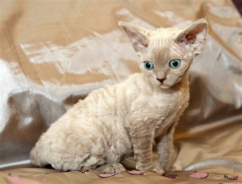 4 Curly Haired Cat Breeds With Pictures 2024