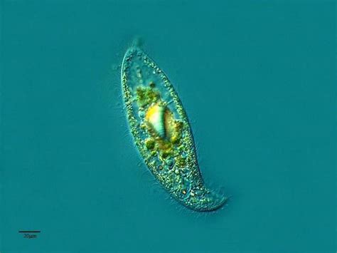 Onde Vivem Os Protozoarios