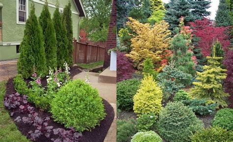 Evergreen garden design ideas | Hawk Haven