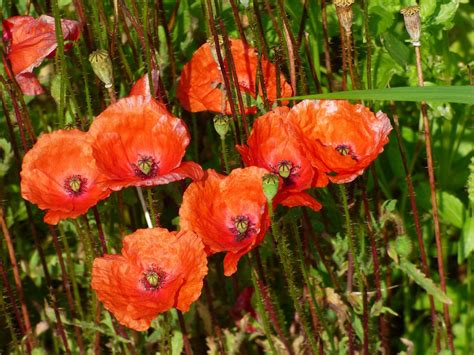 Coquelicots Fleurs Les Plantes Photo Gratuite Sur Pixabay Pixabay