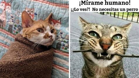 5 Memes De Gatos Felices Para Hacer Stickers En Whatsapp Petlife