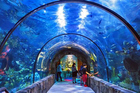 Things To Do In New Orleans Aquarium - Aquarium Views