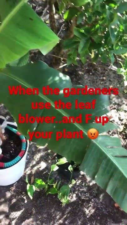 When The Leaf Blower Messes Your Plants Up 😡gardeningoudoorsnature