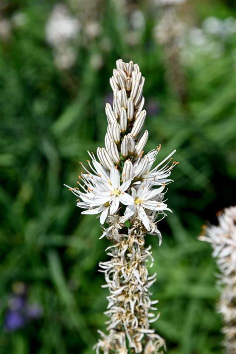 Affodill - Asphodelus albus günstig kaufen