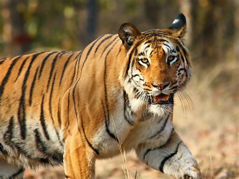 Diet Of Bengal Tigers In Chitwan National Park Nepal — Shorthand Social