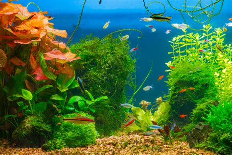 How to Setup Your New Freshwater Aquarium: Quick Start Guide