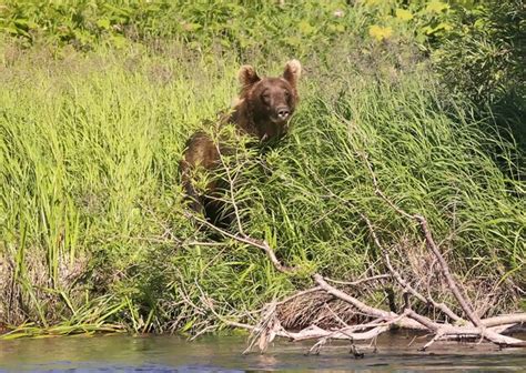 Urso Pardo Olha Para A C Mera Da Grama Alta Na Margem Do Rio Floresta