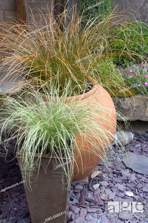 Carex Frosted Curls In Container Stock Photo Picture And Rights