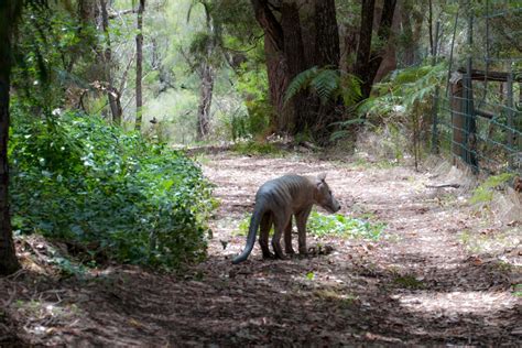 Tasmanian Tiger Sightings