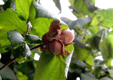 How Are Hazelnuts Harvested Commercially Nut Geeks