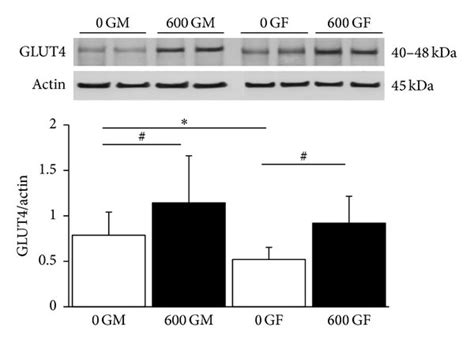 Effect Of Genistein Treatment On Total Cardiac Glut4 Protein Expression