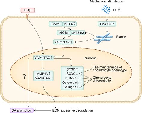 Frontiers Yes Associated Protein 1 Role And Treatment Prospects In