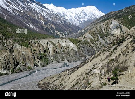 Trekker On The Way To Tilicho Lake Annapurna Circuit Trek Nepal Stock