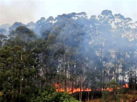 Incendios Forestales Podrían Aumentar Hasta En Un 85 En Antioquia