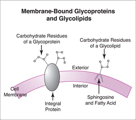 Glycolipids In Cell Membrane