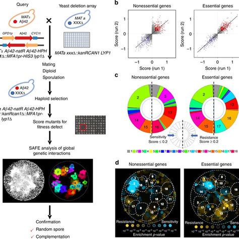 Genome Wide Synthetic Genetic Array Sga Screen To Identify Modulators