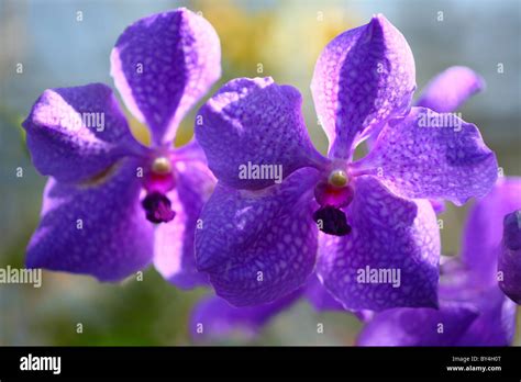 Vanda Flowers Stock Photo - Alamy