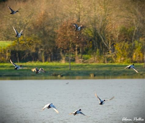 Pilets Et Souchets En Vol Cormoran En Rififi Sarcelles Flickr