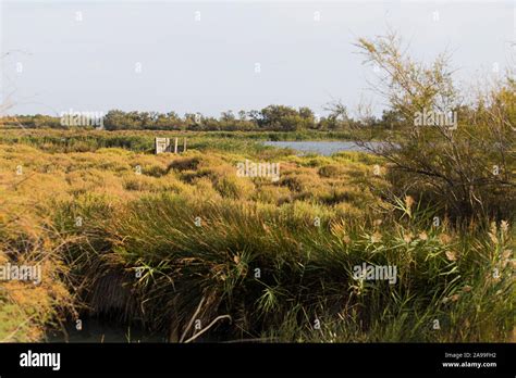 Wooden Hide Spot On A Bushland Wetlands For Bird Watching In La