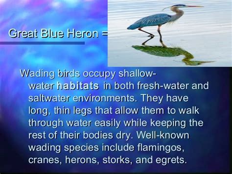 Aquatic adaptations in birds and mammals