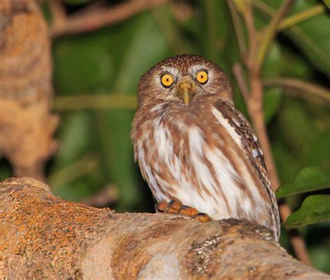 Foto Cabur Glaucidium Brasilianum Por Z Do Mel Wiki Aves A