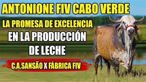 ANTONIONE FIV CABO VERDE LA PROMESA DE EXCELENCIA EN LA PRODUCCIÓN DE