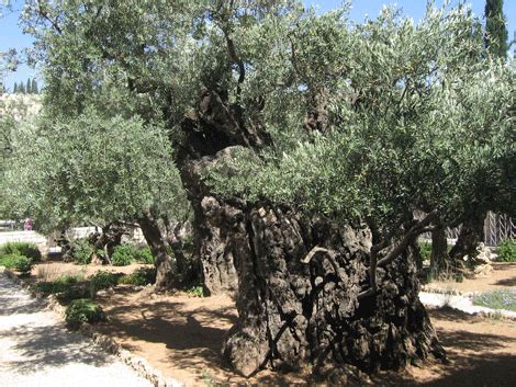 olive tree garden of gethsemane - Marry Broyles