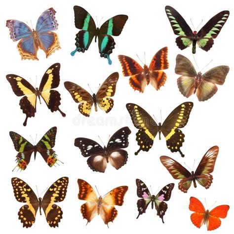 Butterfly Species stock photo. Image of selection, pattern - 21020794