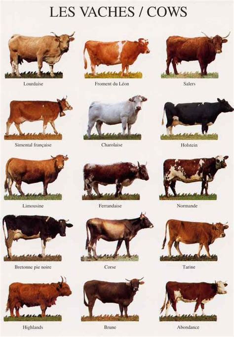 Breeds Of Cows Sheep Breeds Cow Pictures