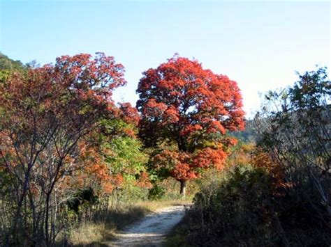 Lost Maples State Natural Area Foliage — Texas Parks & Wildlife Department