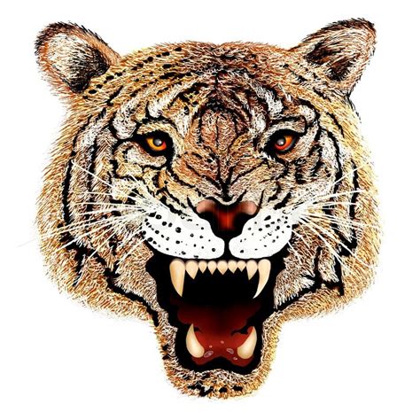 Hand Drawing of Tiger Head Portrait | Stock Photo | Colourbox