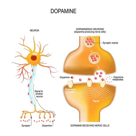 Dopamine Receptor Royalty Free Images Stock Photos And Pictures