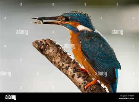 Kingfisher With Stickleback Hi Res Stock Photography And Images Alamy