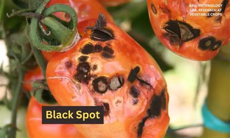 How To Get Rid Of Black Spot On Tomatoes BroadPick