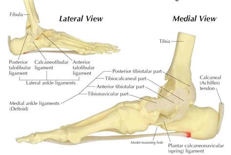 ANKLE JOINT- LIGAMENTS - New