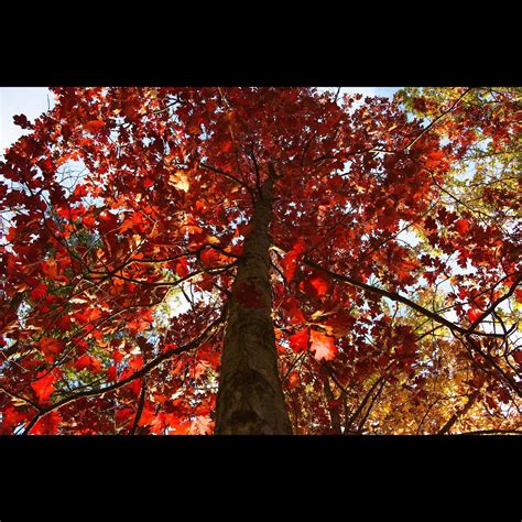 Red Fall Tree 16975595 Stock Photo at Vecteezy