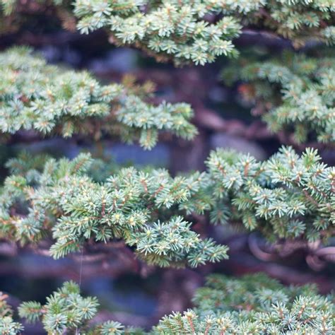 Colorado Blue Spruce Bonsai Growing & Care