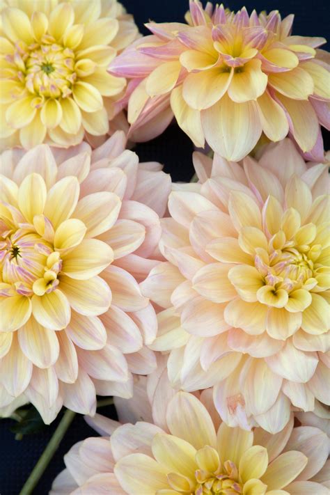 Wyns New Pastel — The Dahlia House