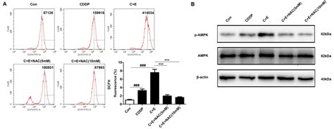 Elemene Enhances Cisplatininduced Apoptosis In Bladder Cancer Cells