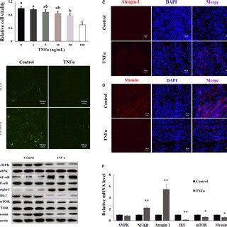 Tnf Induced Inflammatory Response And Muscle Atrophy In C C Cells