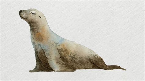 Watercolor painted seal white canvas | Premium Vector Illustration ...