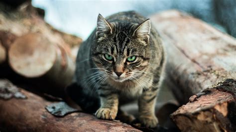 Feral cat hunting category returns to North Canterbury hunting ...