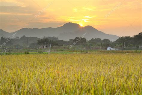 Golden sunset over farm field — Stock Photo © cozyta #7737023