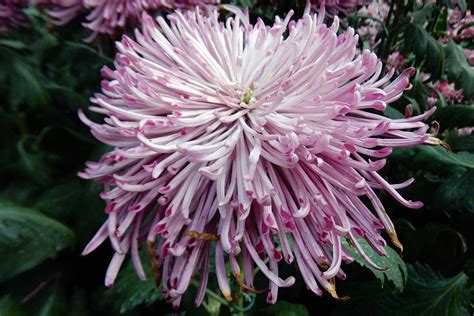 What Are the Different Types of Chrysanthemums?