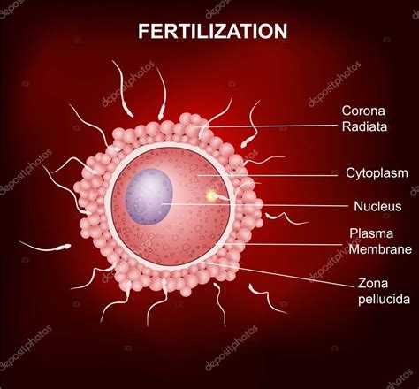 Fertilización Humana Inseminación De óvulos Humanos Por