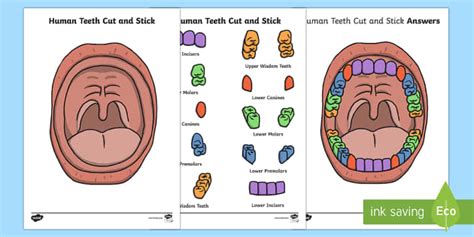 Human Teeth Cut And Stick Matching Worksheet Teacher Made