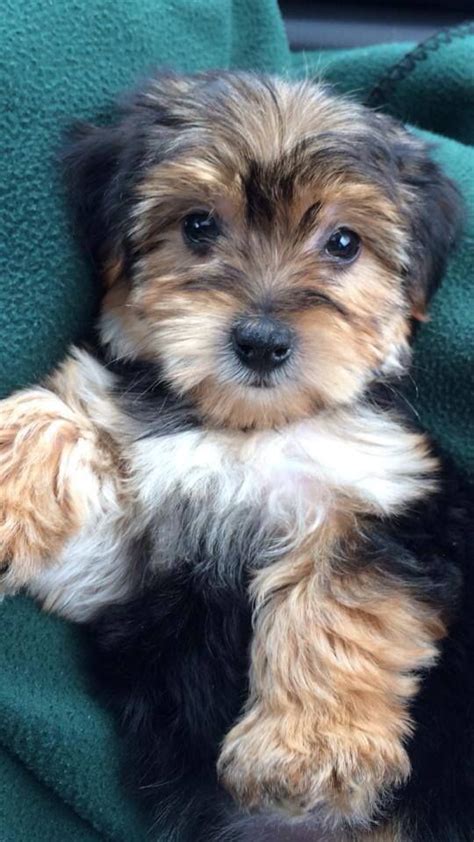 Pin On Yorkie Poo Lovers