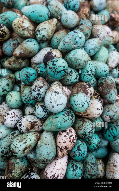 Common Guillemot eggs, (Uria aalge), Ingolfshofdi, Iceland Stock Photo ...