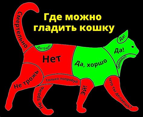 Можно ли гладить кошек у основания хвоста? - Советчица